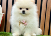 Safkan Pomeranian Boo Yavrularımız